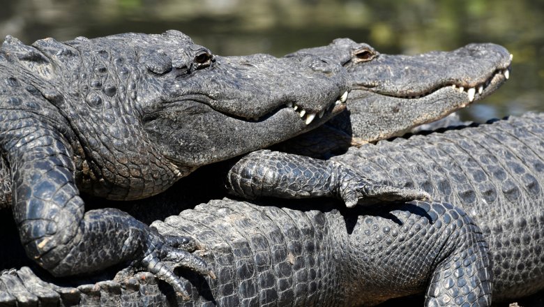 meth-gators alligators