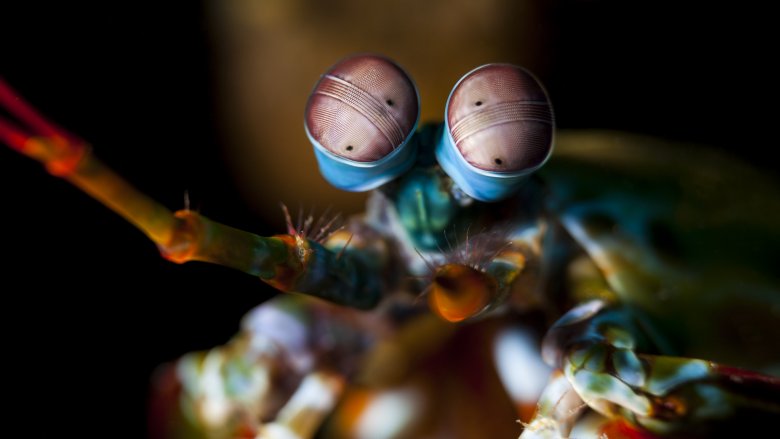 Mantis Shrimp, Prawn