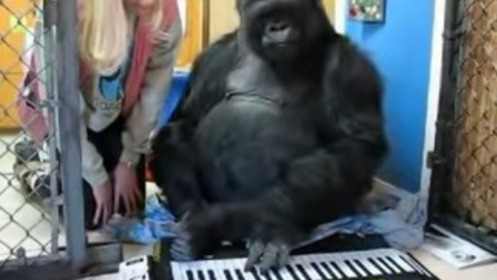 Koko plays keyboard
