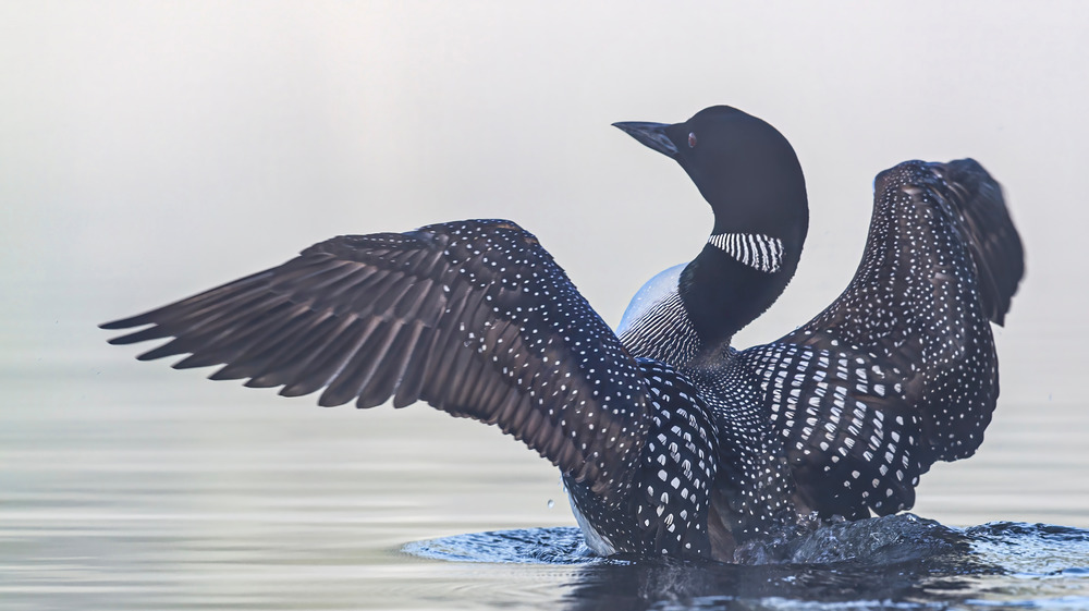 A common loon, wings spread.