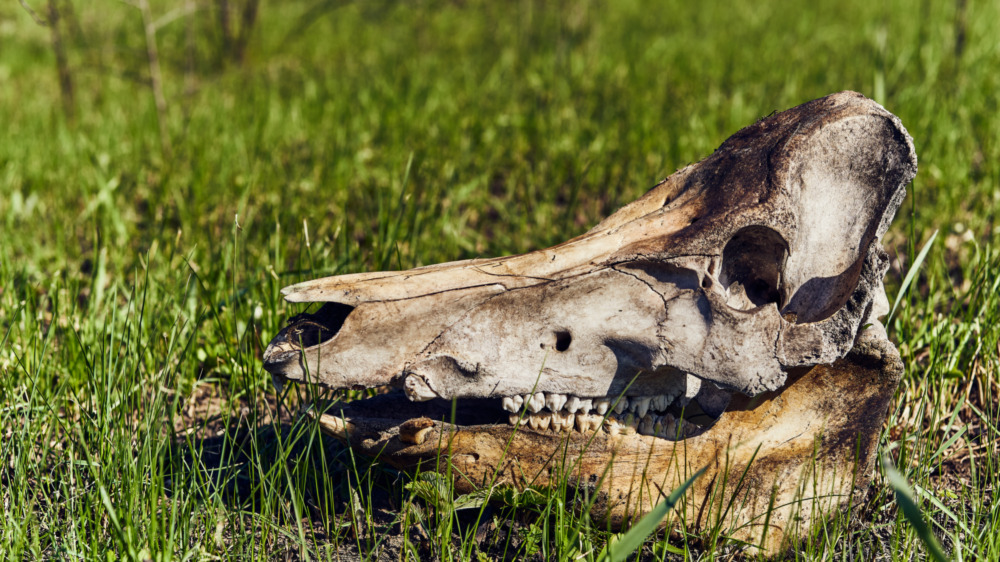 Wild boar skull in green grass