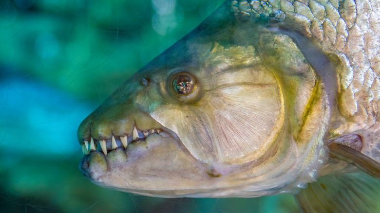 tigerfish predatory fish of the congo river