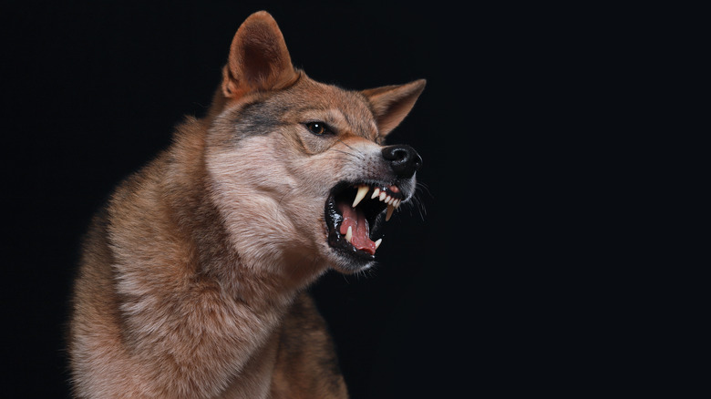 A wolf and German shepherd cross breed snarling