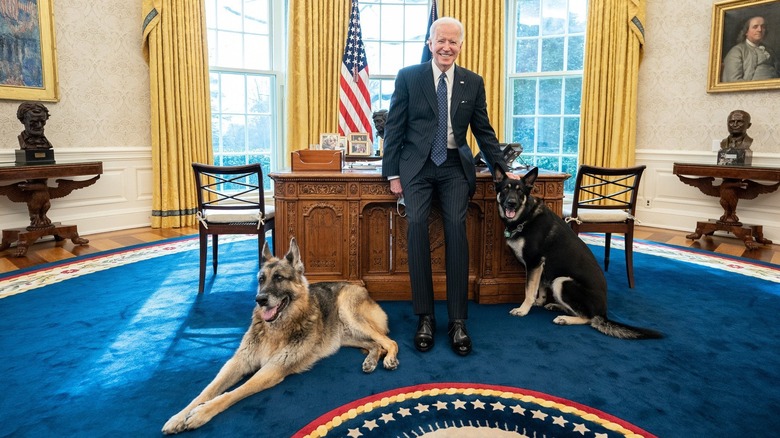 joe biden and his dogs, champ and major