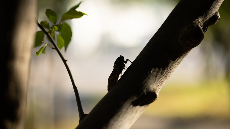 Silhouette of cicada on branch 