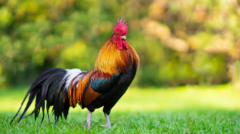 rooster on grass