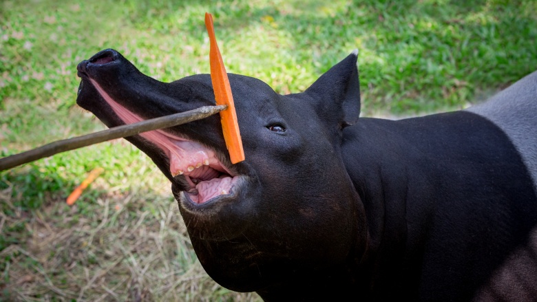 Tapir