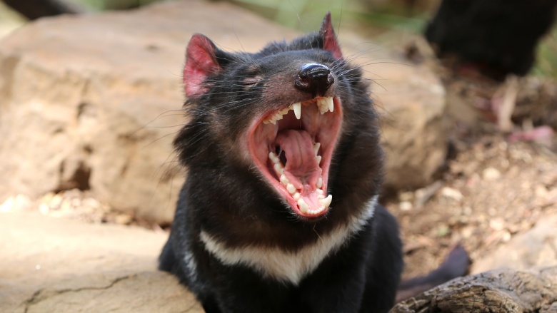 Tasmanian devil