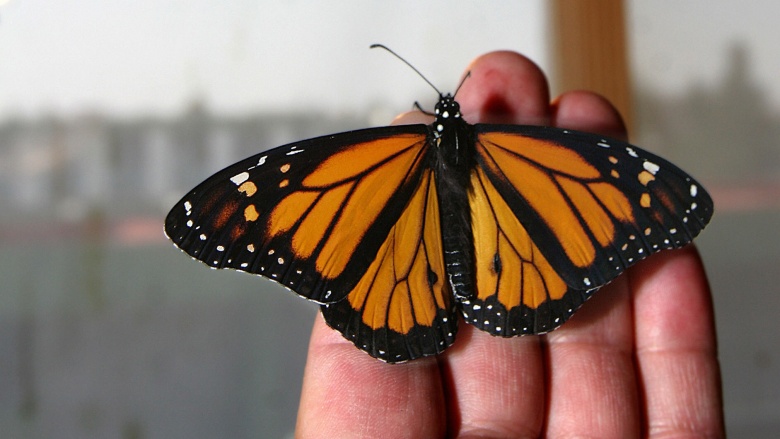 monarch butterfly