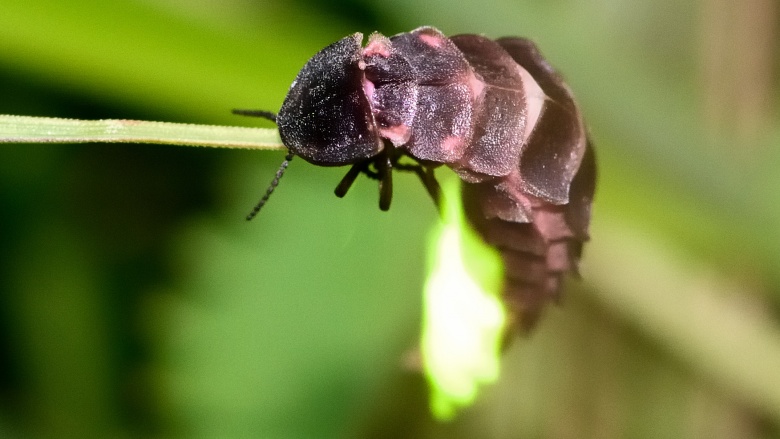 glowworms