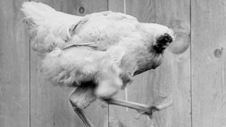 Mike: The Headless Chicken
