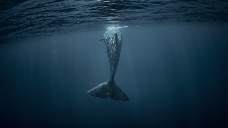 whale surfacing