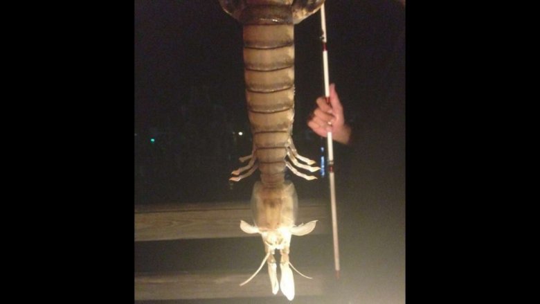 huge shrimp