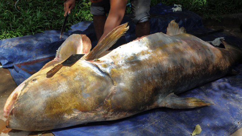 huge catfish