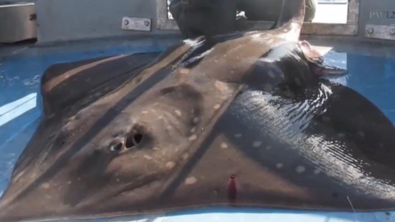 huge stingray