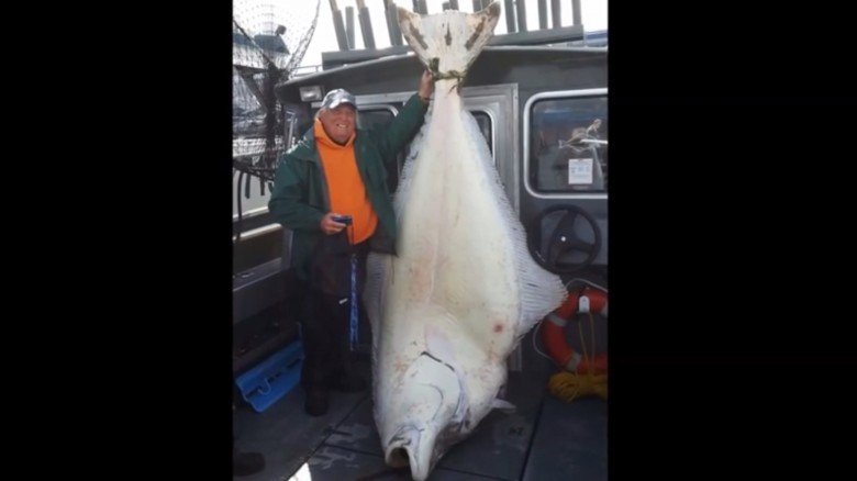 huge halibut