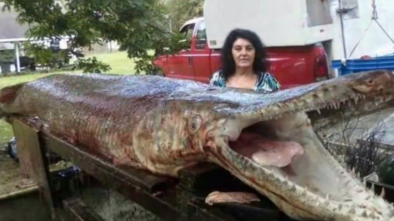 huge alligator gar
