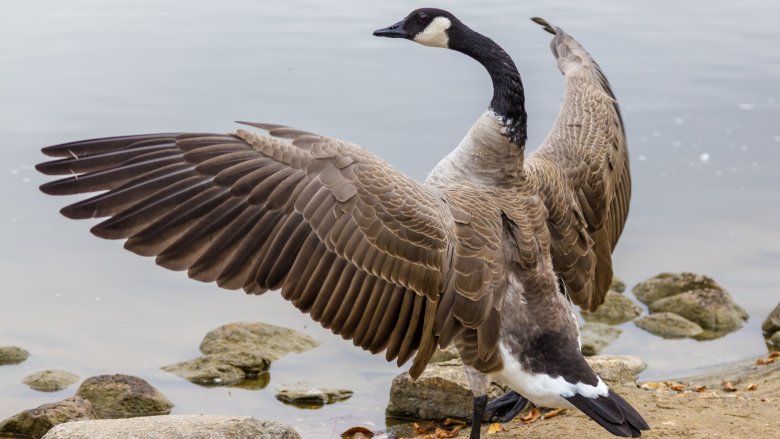 canada goose