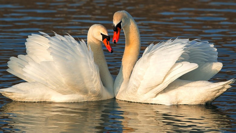 swans