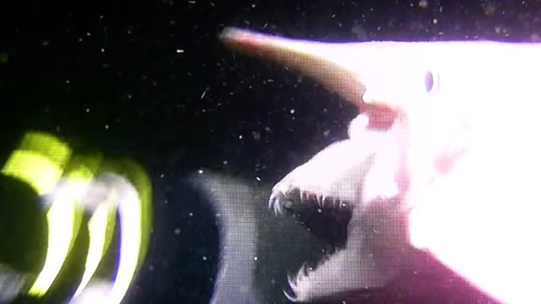 Goblin shark attacking diver