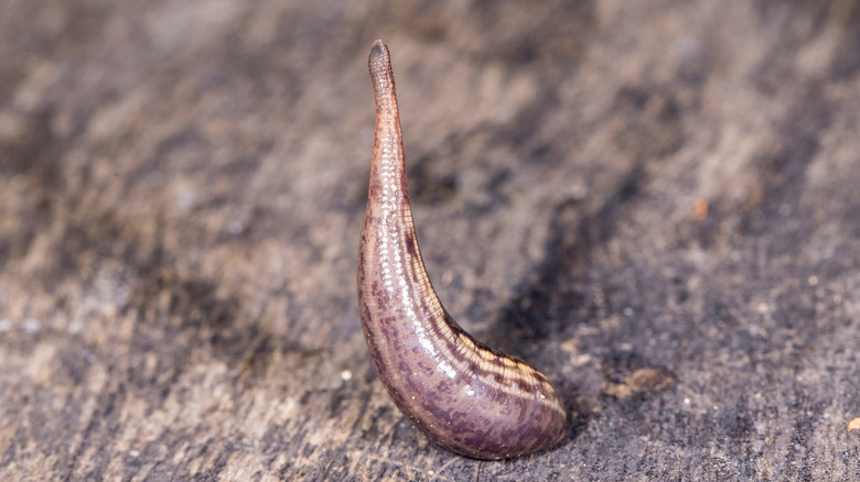 A leech with head raised