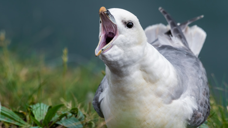 Fulmar with mouth open