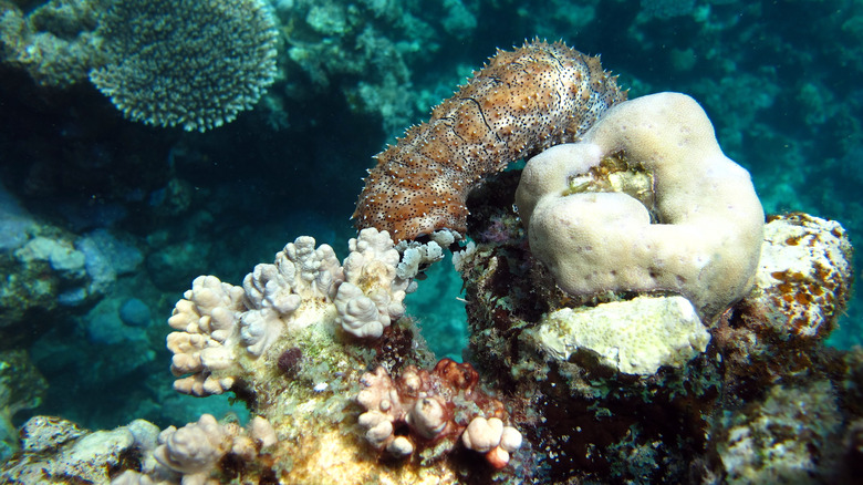 Sea cucumber