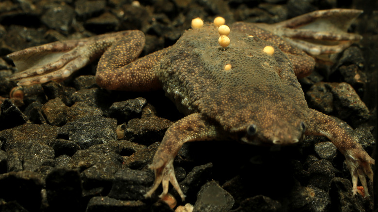 Suriname toad with eggs
