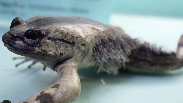 Hairy frog specimen