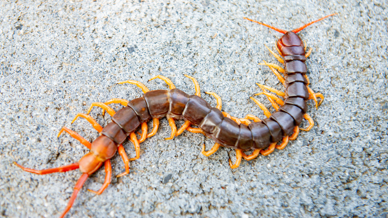 Giant centipede