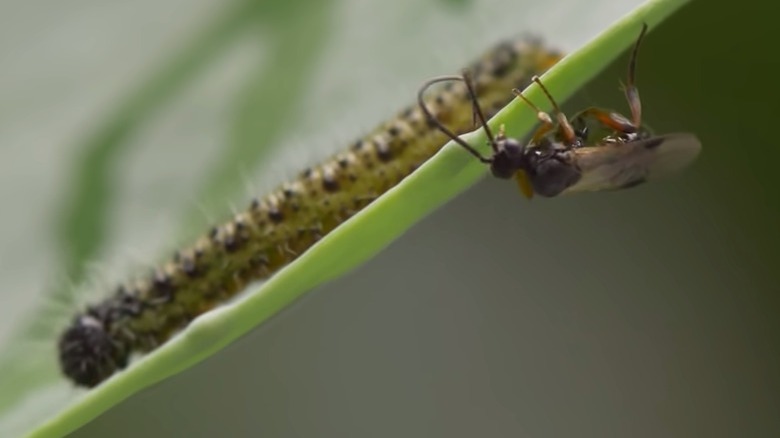 glyptapanteles wasp and caterpillar