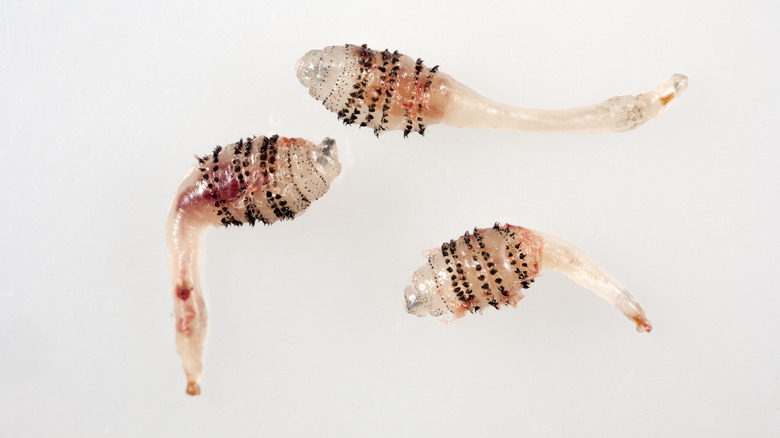 Human botfly larvae