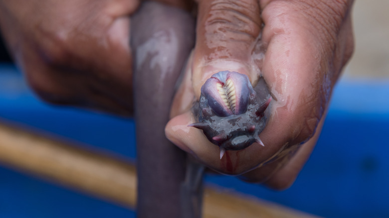  A hagfish being held