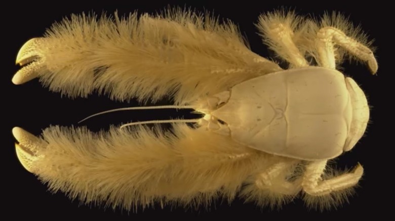 Yeti crab specimen