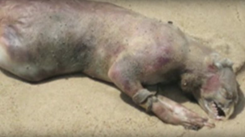 montauk monster