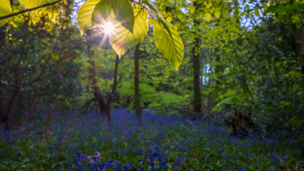 meadow in the woods