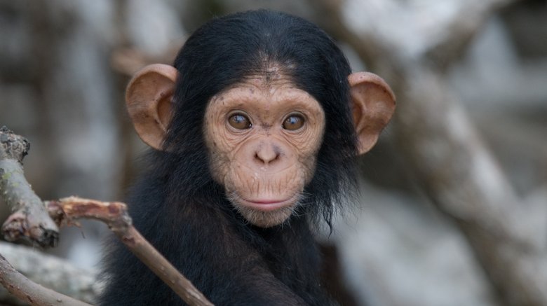 baby chimpanzee