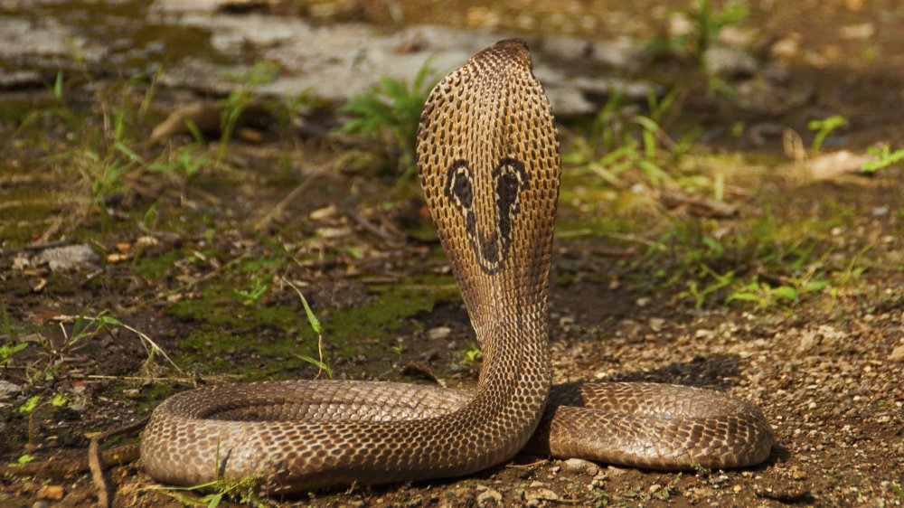 Indian Cobra