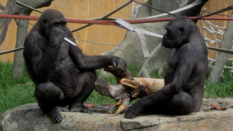 gorilla with knife