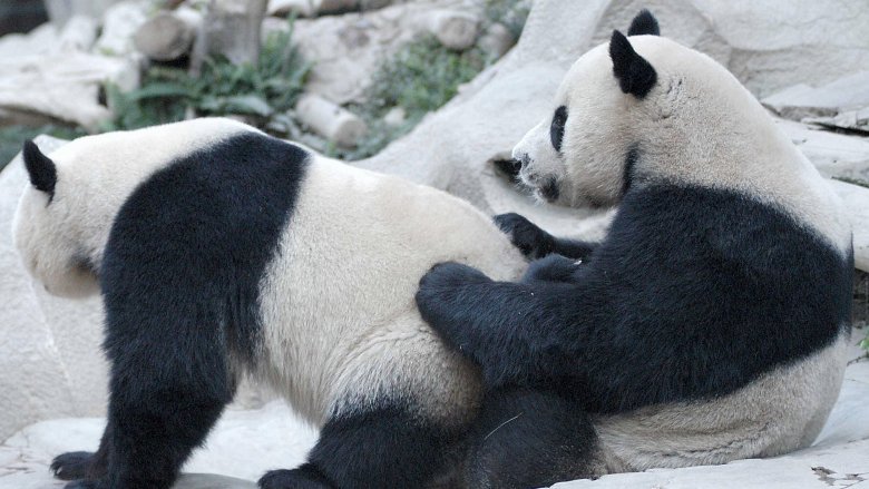 panda bears