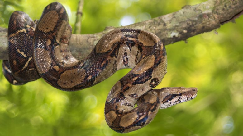 boa constrictor