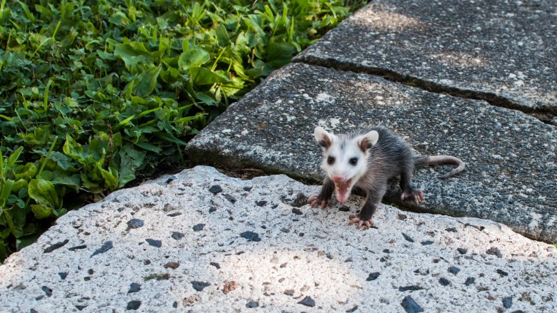 opossum