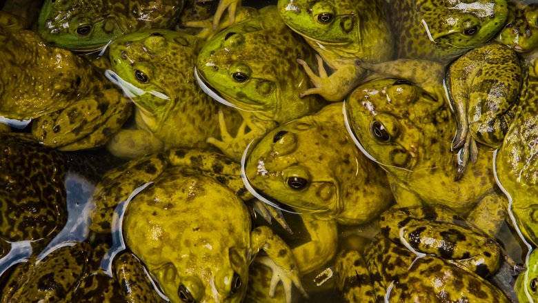 frogs