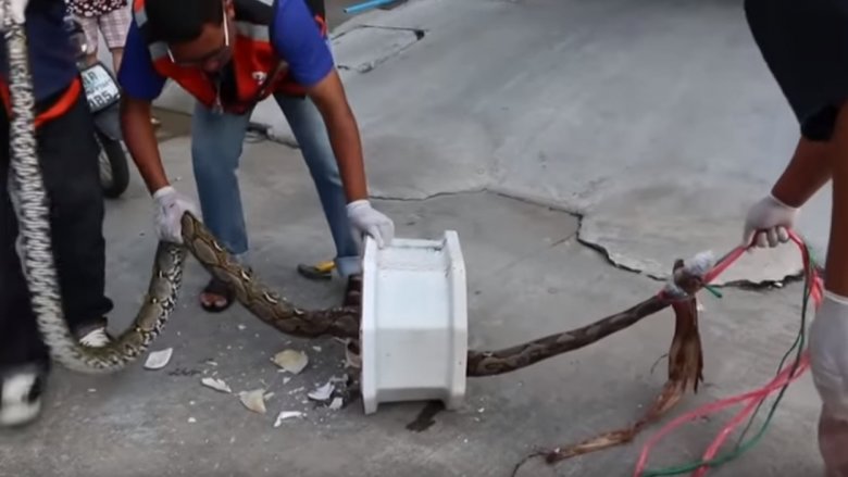 huge snake in toilet