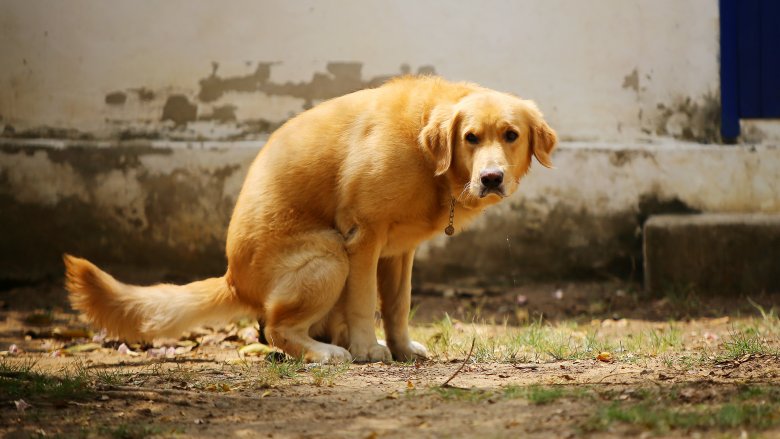 dog pooping