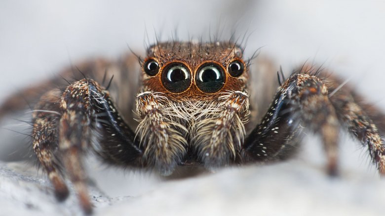 Himalayan jumping spider