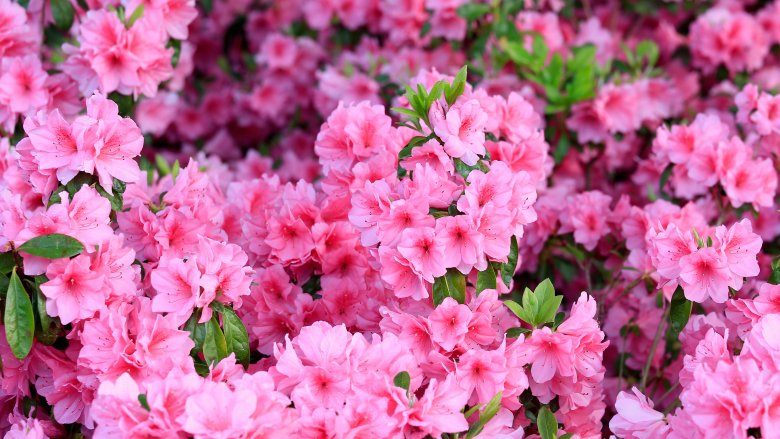 azaleas augusta