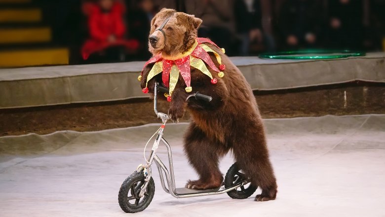 bear bicycle scooter
