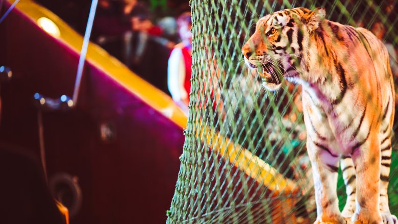 tiger in cage