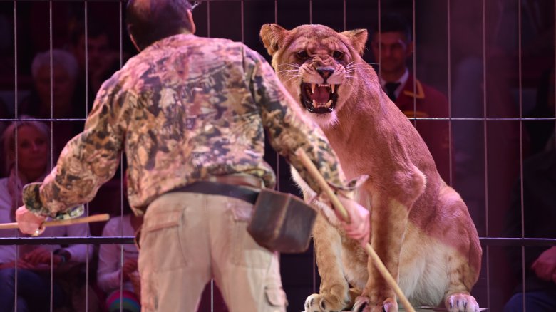 lion tamer circus